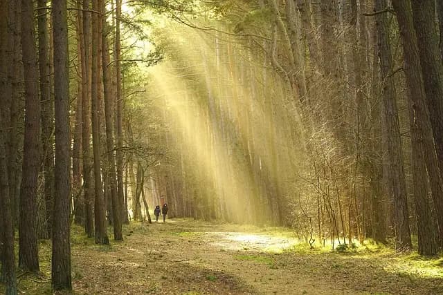 Les Écogîtes : Une Alternative Écologique pour Vos Séjours