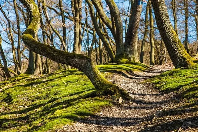 L'Écotourisme : Comment Contribuer à la Conservation de la Nature